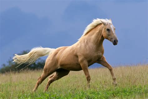 palomino horse facts Archives - Pets