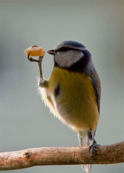 89 Photos Of Animals Eating That'll Make You Smile | Bored Panda