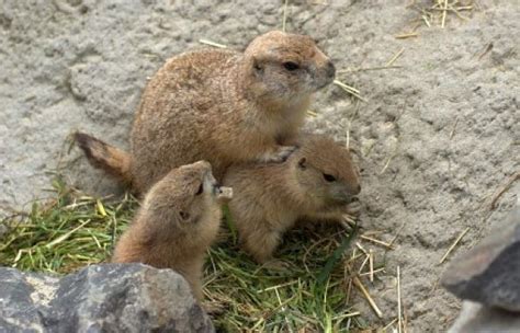 Groundhog Baby - Animal Facts Encyclopedia