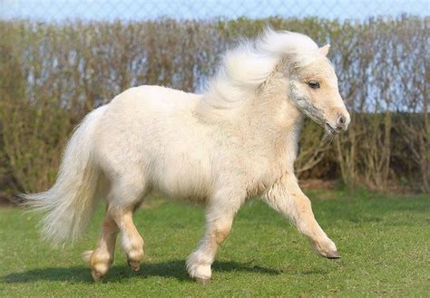 cute fluffy pony Pretty Horses, Horse Love, Beautiful Horses, Animals ...