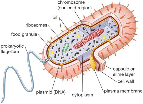 Biology 101: Prokaryotic vs. Eukaryotic Cells | Prokaryotic cell, Cell ...