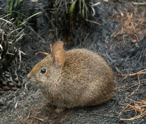 Volcano rabbit. #endangered #animals | Rabbit species, Endangered ...