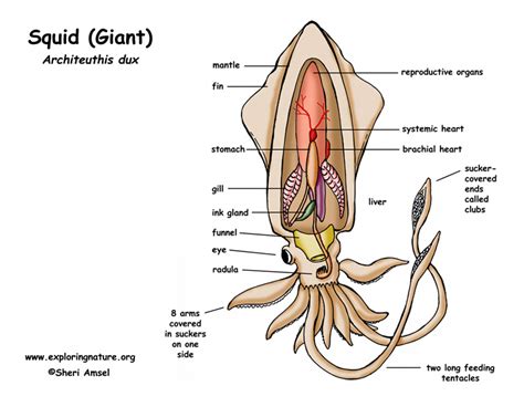 The Amazing Cephalopoda Class