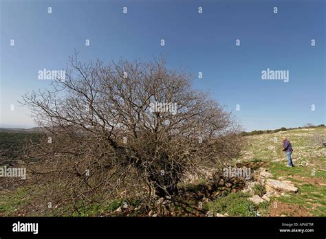 Terebinth tree hi-res stock photography and images - Alamy