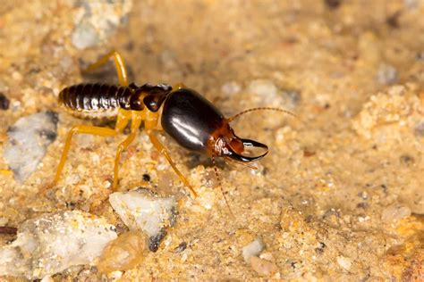 Can termites hurt you? - Budget Brothers Termite & Pest Control