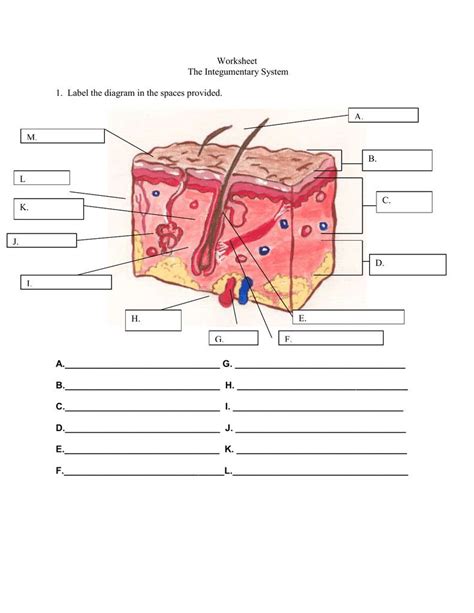 Integumentary System Labeling Worksheet