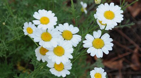 Pyrethrum - Alchetron, The Free Social Encyclopedia