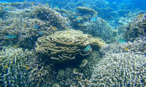 Coral Reef Conservation – RedSea Life