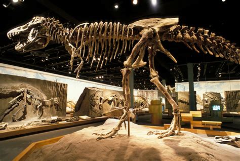 Dinosaur Fossil Display, Royal Tyrrell Museum, Drumheller, Alberta ...