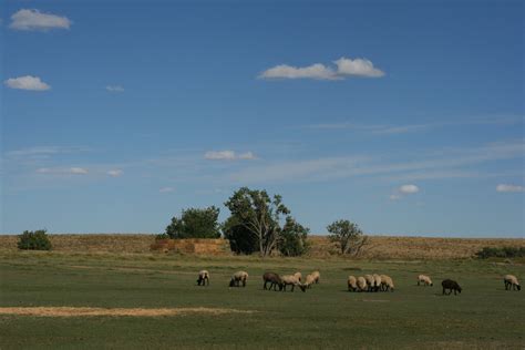 Grass-fed Meats — Frost Livestock