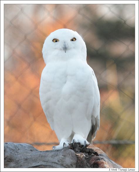 “White” animal in the zoo – Snowy Owl « A World Through Lenses