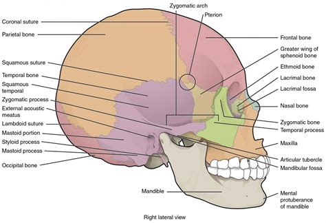 The Skull | Anatomy and Physiology I