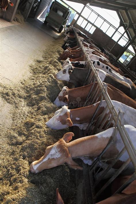 Cows farm stock image. Image of farm, cowshed, cattle - 41403761