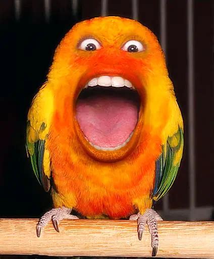 Funny Parrot - Charming affectionate talkative and so cute