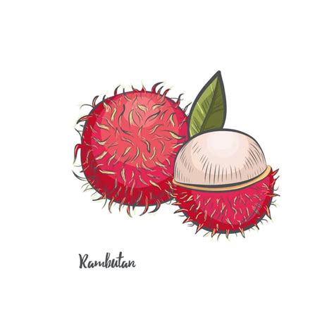 100,000 Rambutan Vector Images | Depositphotos