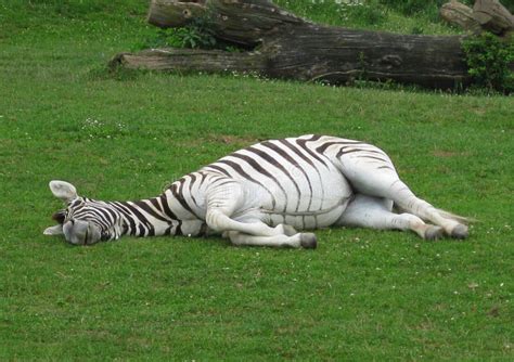 Sleeping zebra stock photo. Image of etosha, relax, tired - 16428428