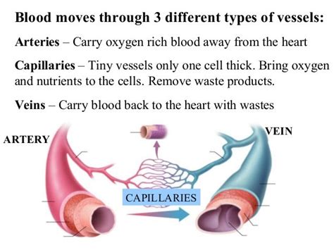 What Are The Major Blood Vessels In The Body : Major Blood Vessels of ...