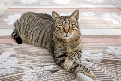 5 Tabby Cat Breeds - Patterns & Markings (With Pictures) | Hepper