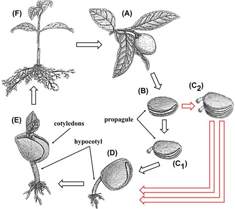 Reproductive cycle of Avicennia germinans. Propagules are produced by ...