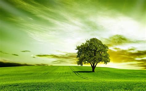 🔥 [30+] Tree Nature Wallpapers | WallpaperSafari