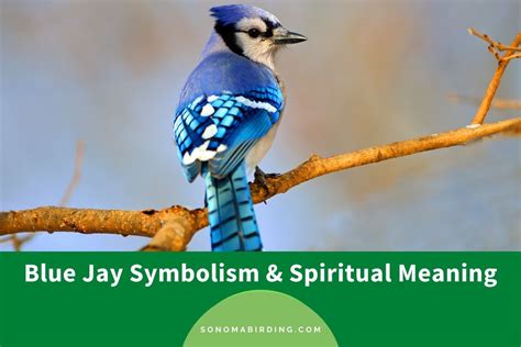 Blue Jay Symbolism and Meaning (Totem, Spirit, and Omens) - Sonoma Birding