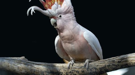 cockatoo, Parrot, Bird, Tropical, 90 Wallpapers HD / Desktop and Mobile ...