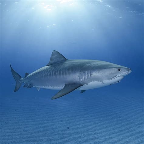 Sharks Of The Hawaiian Waters | Hawaii Adventure Diving