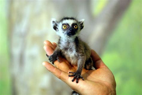 ring-tailed lemur ... endemic to the island of Madagascar ... east of ...