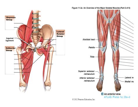 Hip Muscles Diagram Diagram Labelled Of The Hip Muscles Human Anatomy ...