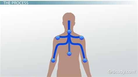 Somatosensation Definition, Types & Process - Lesson | Study.com