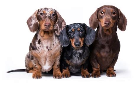 20 Dachshund Mixed Breeds (With Info & Pictures) | Hepper