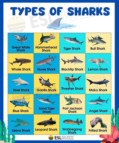 Interesting Types of Sharks and Their Behaviors | Types of sharks ...