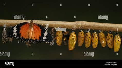 Green lacewing pupa hi-res stock photography and images - Alamy