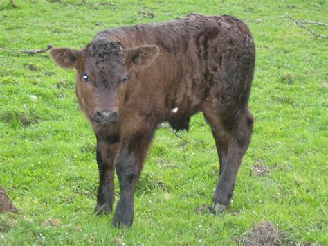 Cow Pictures: Cow Pictures - Limousin Calf