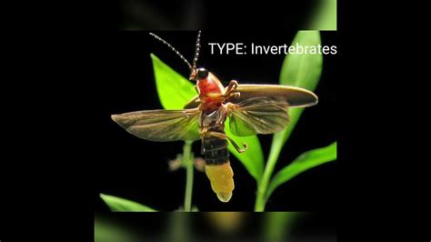 Top Amazing Light Insect Like Fire Fly Jugnu||Jugnu#shorts# amazing ...