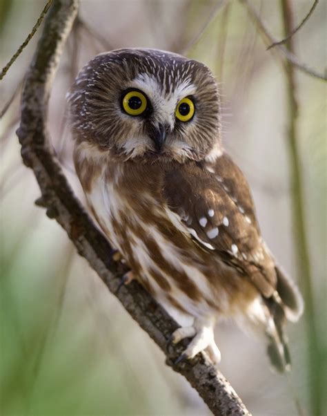 Northern Whet-Saw Owl Facts, Distribution, Habitat, Pictures