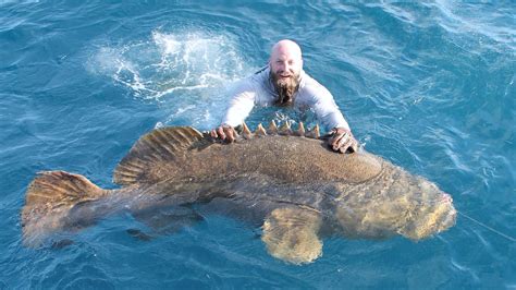 Goliath grouper in Florida: How big are they? Are they good to eat?