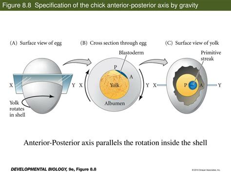 PPT - V. Organizing Power and Axis Formation PowerPoint Presentation ...