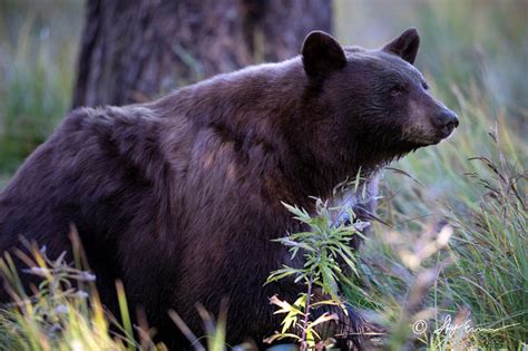 Lake Tahoe Photo Gallery | Lake Tahoe Wildlife