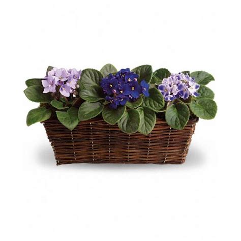 African Violet Flower Arrangements - Toronto Bulk Flowers