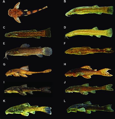 Siluriformes species from the middle-southern Espinhaço mountain range ...