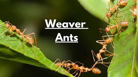 The Mysterious Weaver Ants - YouTube