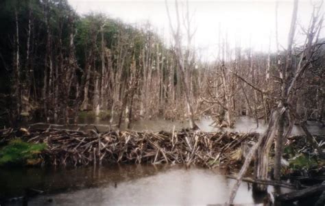 See Beaver Dams - In South America | The Travel Tart Blog