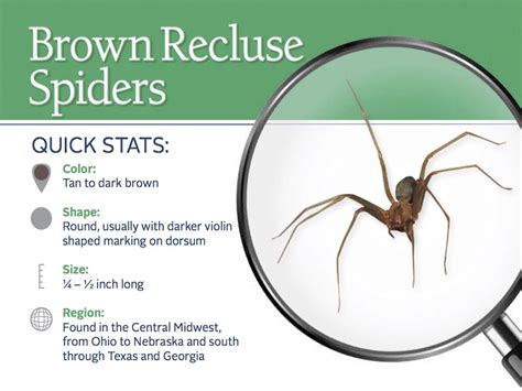 Brown Recluse Identification