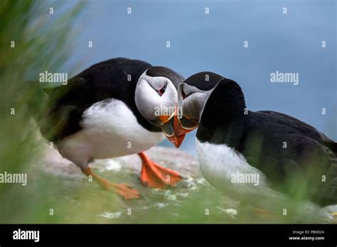 Puffin billing hi-res stock photography and images - Alamy