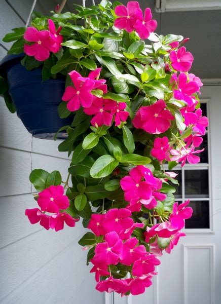 61 Best images about Vinca flowers on Pinterest | Sun, Hanging baskets ...