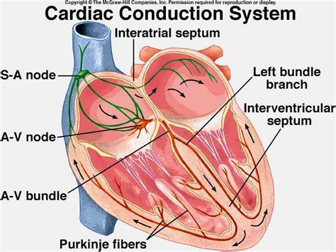 Pictures Of Atrioventricular Bundle