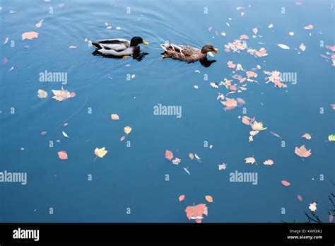 Two ducks swimming Stock Photo - Alamy