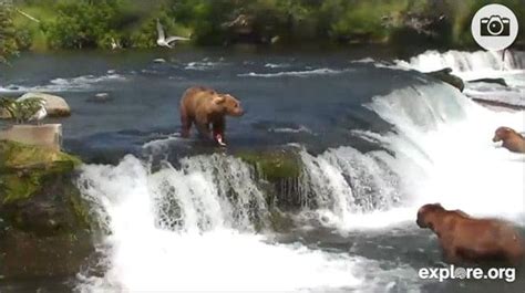 Brooks Falls Bear Cam - Katmai Alaska | AdventureSmith Explorations