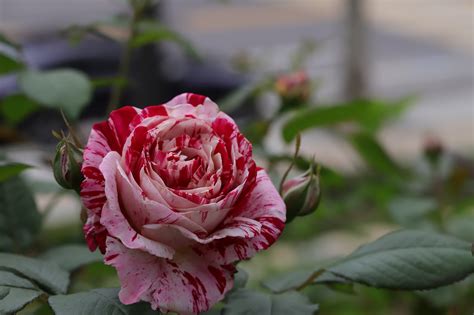 22 Popular Heirloom Roses To Grow This Season, 50% OFF